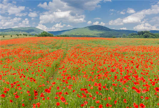以醫療與目的的移民簽證
