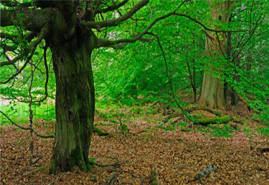 年輕的德國(guó)歷史介紹 年輕的德國(guó)歷史介紹