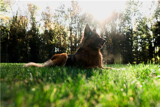 狗中“男神”，德國黑背了解一下