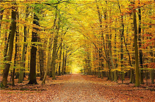 申請移民德國，德國移民有什么好處？